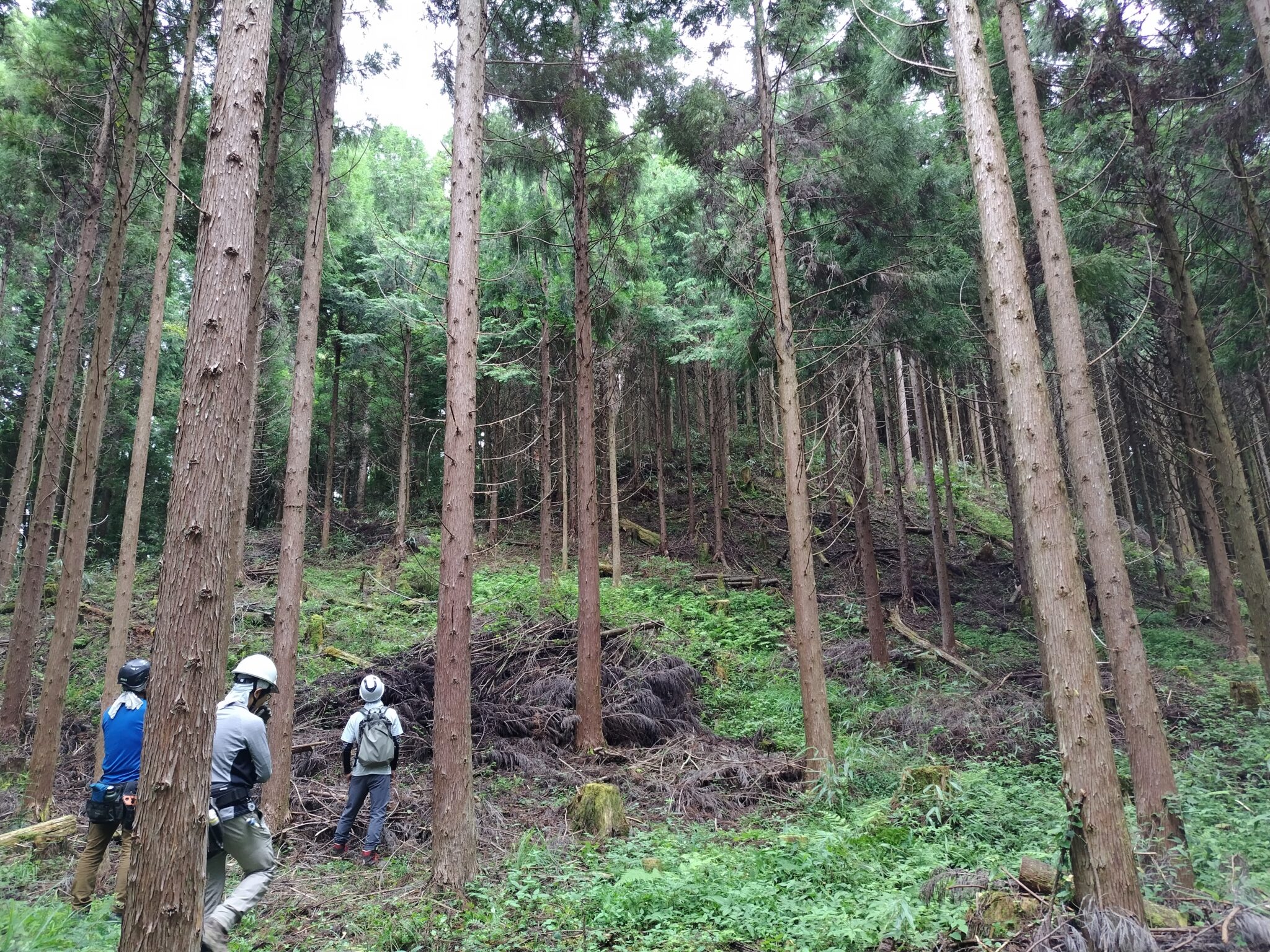 育林と山林経営の研修に参加してきました | Chicos,sean ambiciosos.